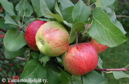 Malus domestica 'Pirja', tarhaomenapuu